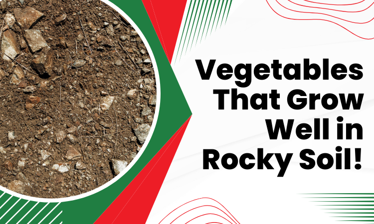 vegetables that grow well in rocky soil