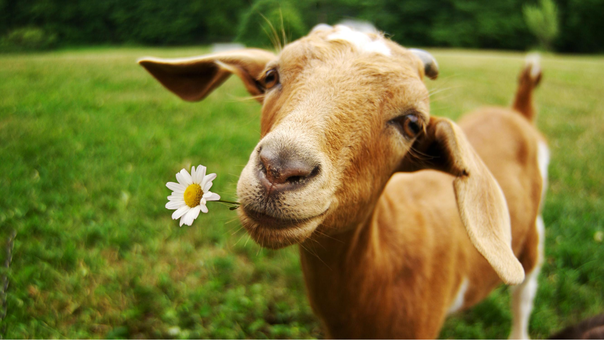 Are Daylilies Toxic to Goats