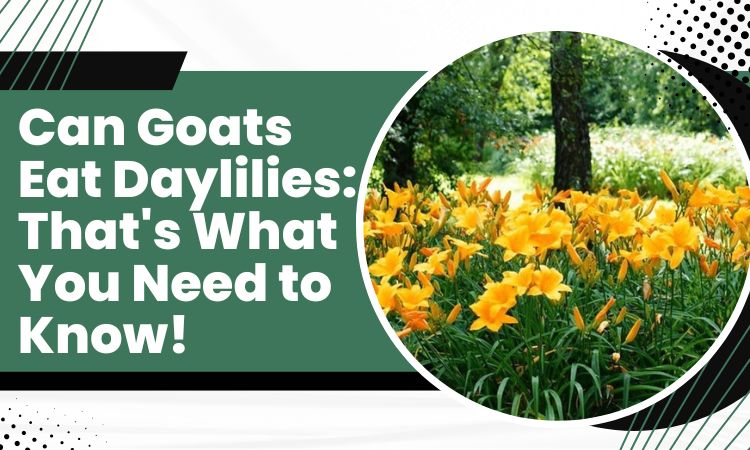 Can Goats Eat Daylilies