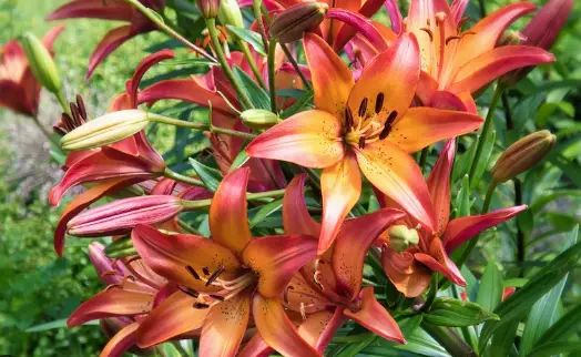 Can I Use Coffee on Daylilies