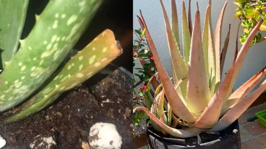 Overwatering an aloe plant