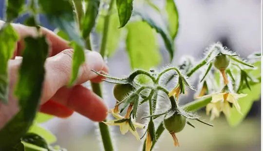 Tomato plants