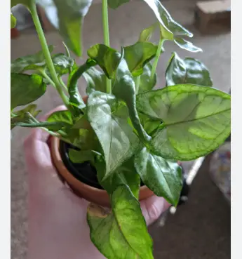 Unfurled Syngonium Leaves