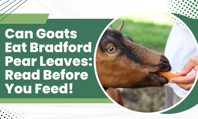 can goats eat bradford pear leaves