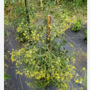 can you have too many tomatoes on one plant