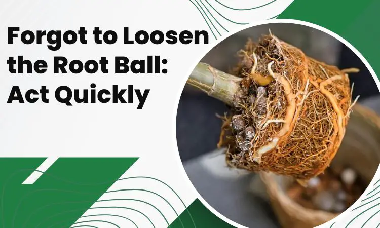 forgot to loosen root ball