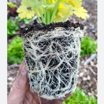 forgot to loosen roots before planting 