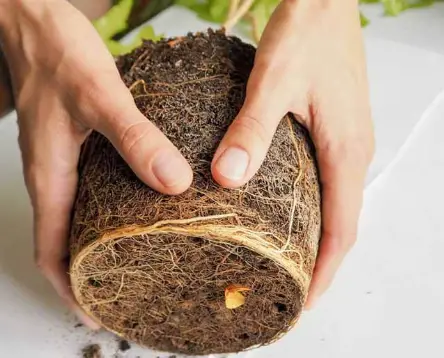how to loosen a tight root ball
