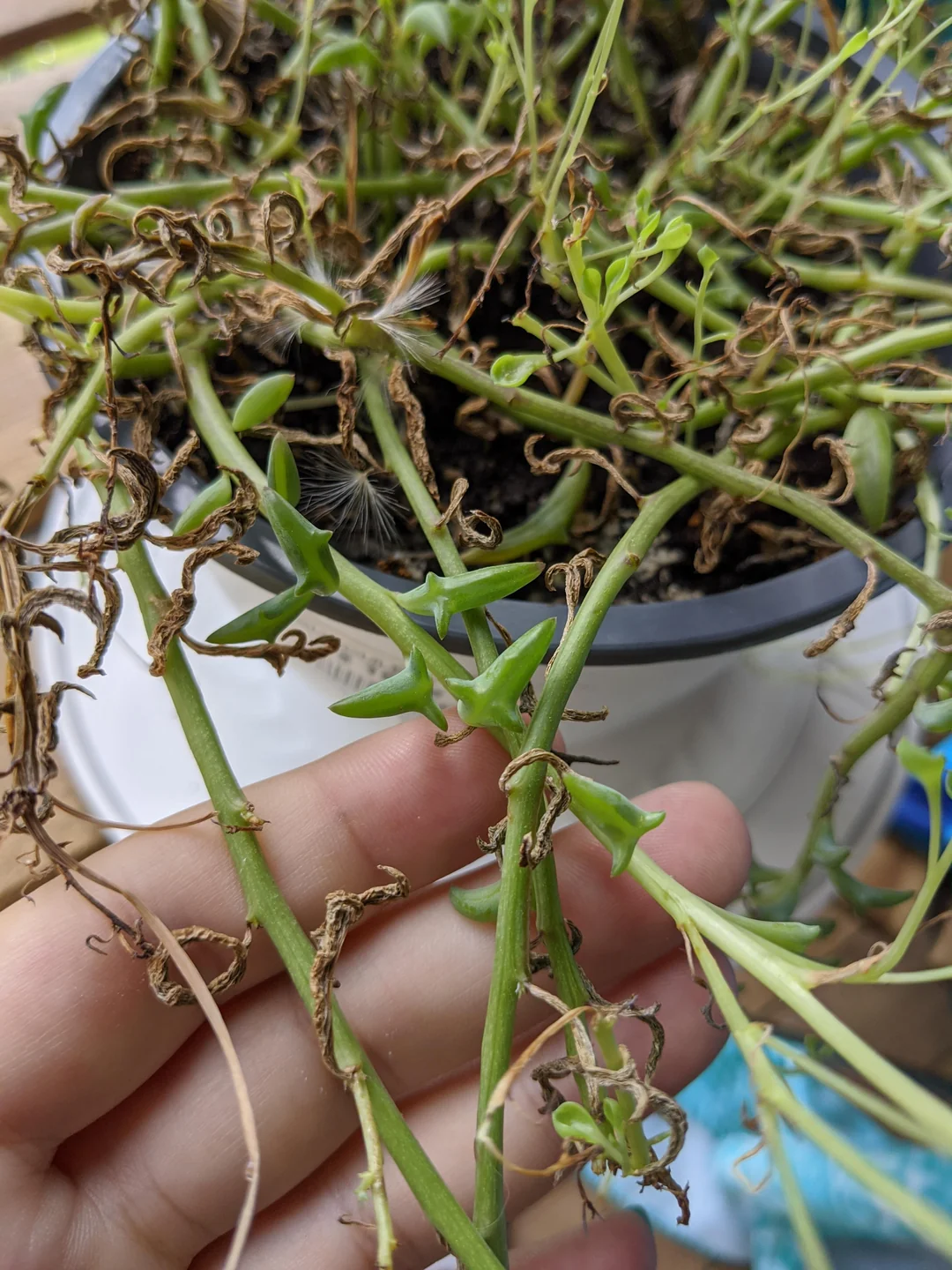 string of dolphins plant