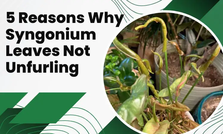 syngonium leaves not unfurling
