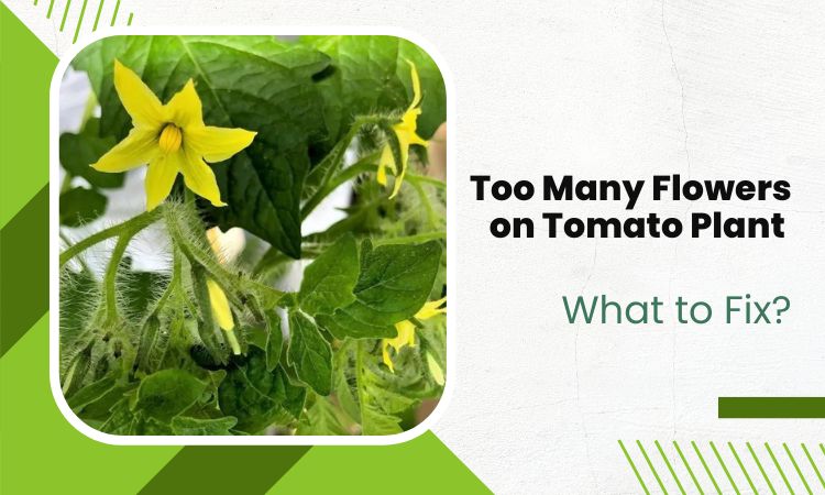 too many flowers on tomato plant